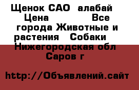 Щенок САО (алабай) › Цена ­ 10 000 - Все города Животные и растения » Собаки   . Нижегородская обл.,Саров г.